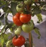 Tomato: Pannovy F1 plug plant