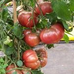 Tomato: Cherokee Purple