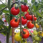 Small Fruiting Tomato Seeds
