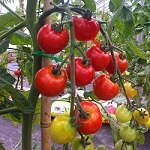 Red and Pink Tomato Seeds