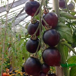 Tomato: Indigo Cherry Drops