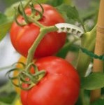 Tomato Truss Support Clips