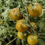 Tomato: Green Grape