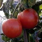 Tomato: Nepal plug plant