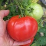 Tomato: Big Beef F1 plug plant