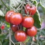 Tomato: Black Cherry