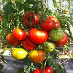 Tomato: Tomande F1 plug plant