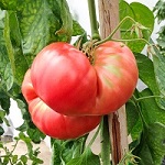 Tomato: Brandy Boy F1 plug plant