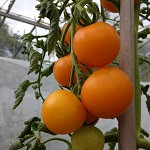 Tomato: Honey Delight F1 plug plant