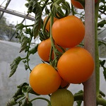 Tomato: Honey Delight F1