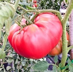 Red and Pink Tomato Seeds