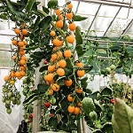 Yellow and Orange Tomato Seeds