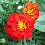 French Marigold: Red Safari