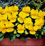 Viola: Penny Yellow F1