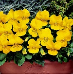 Viola: Penny Yellow F1