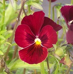 Viola: Penny Red Blotch F1