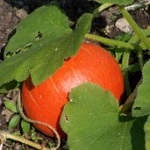 Winter Squash: Red Kuri plug plant