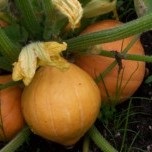 Winter Squash: Gold Nugget