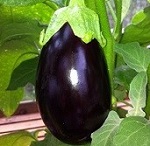 Aubergine plug plants