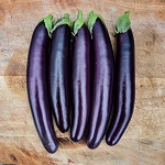 Aubergine: Violet Knight F1 plug plant