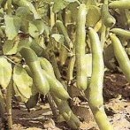 Broad Bean: Witkiem Manita