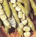 Broad Bean: Sutton Dwarf