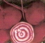 Beetroot: Chioggia