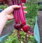 Beetroot: Bulls Blood