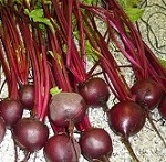 Beetroot: Bonel