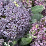 Sprouting Broccoli