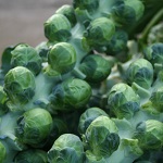 Brussels Sprouts: Windsor F1