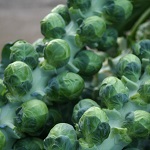 Brussels Sprout Seeds