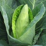 Cabbage: Caraflex F1