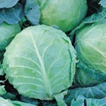 Cabbage: Holland Late Winter