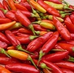 Chilli Pepper: Tabasco