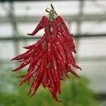Chilli Pepper: Ring of Fire plug plant