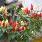 Chilli Pepper: Numex Twilight