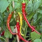 Chilli Pepper: Joe's Long Cayenne plug plant