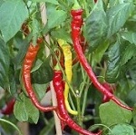 Chilli Pepper: Joe's Long Cayenne