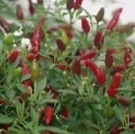 Chilli Pepper: Zimbabwe Bird