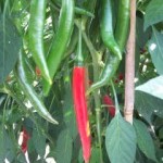 Chilli Pepper: Goat Horn plug plant