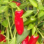 Chilli Pepper: Serenade F1