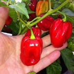 Chilli Pepper: Habanero: The Monster