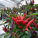 Chilli Pepper plug plants