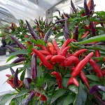 Capsicum (Pepper) Seeds