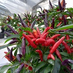 Chilli Pepper: Eureka