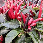 Chilli Pepper: Mayan Black Blood