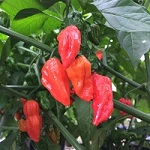 Chilli Pepper: Naga Morich