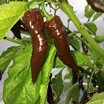 Chilli Pepper: Black Naga