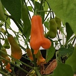 Chilli Pepper: Erotico